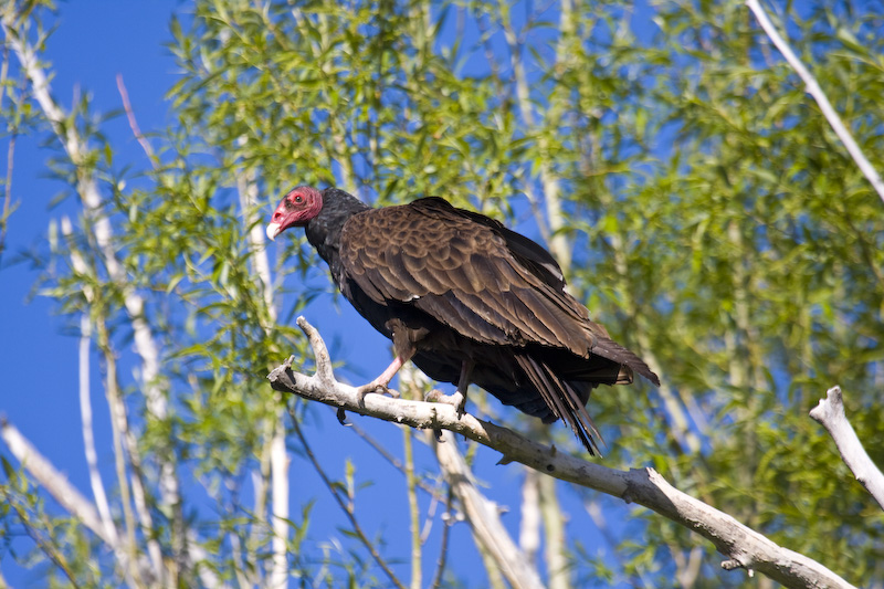 Turkey Vulture